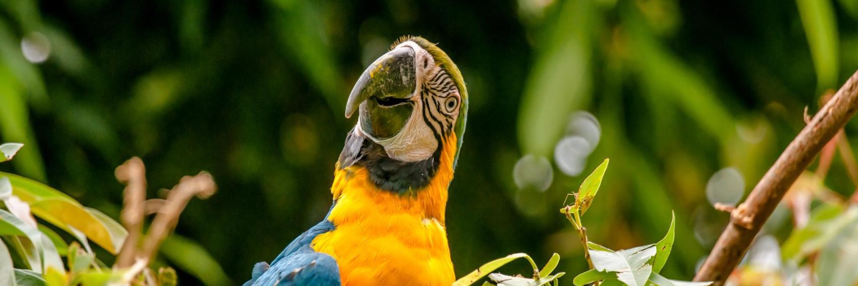 Rio de Janeiro Zoological Garden